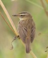 /album/my-local-birding-gallery/sedge-warbler-b-jpg/